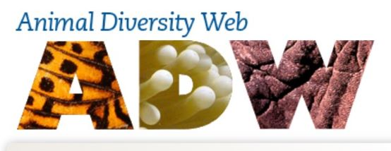Animal Web Diversity